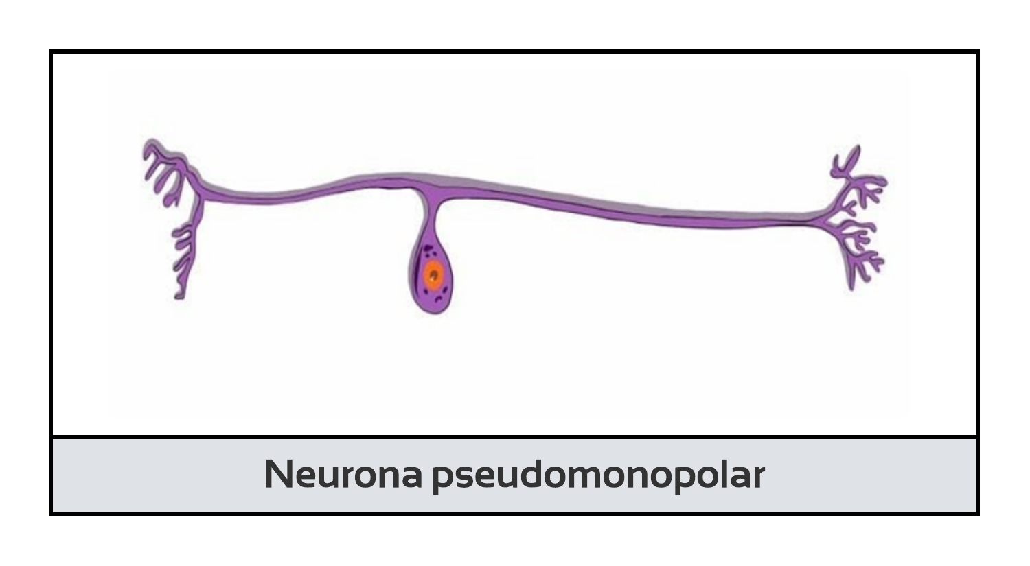 Neurona pseudomonopolar